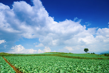 嬬恋村のキャベツ畑
