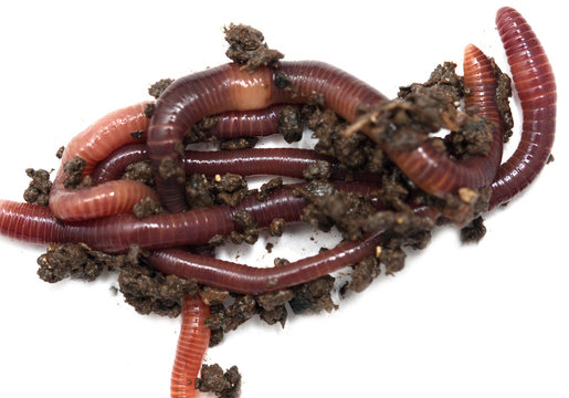 earthworms on a white background