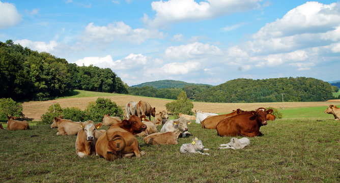 Gem&uuml;tliche K&uuml;he im Odenwald