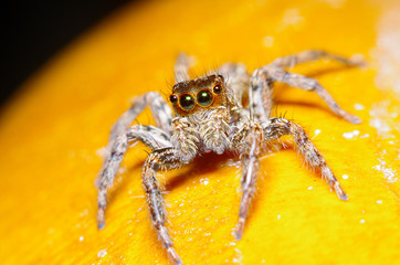 Small jump spider on green leaf