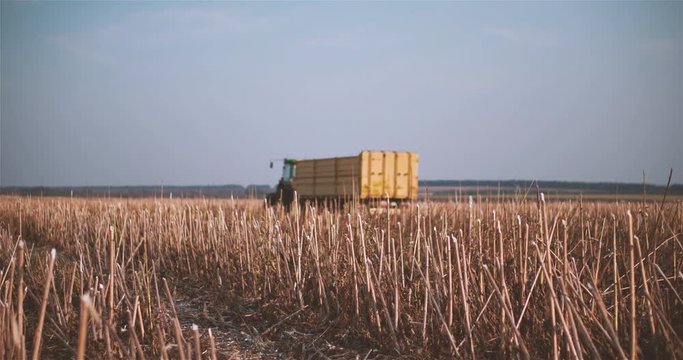 Harvested sunflowers field 4k video. Rural agricultural landscape, straw, farm harvester in the background