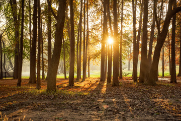 Coniferous forest with morning sun shining © YANG WEI CHEN 