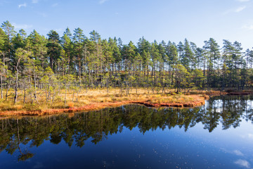 Pine forest on the bog by the lake