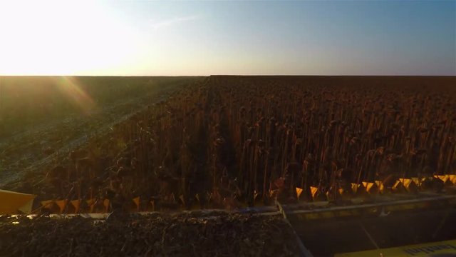 POV view from harvester combine cabin 4k high speed video: cropping sunflowers field. Agriculture farm vehicle equipment, lens sun shine flare 