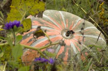 Ripe pumpkins lying on the ground on a bed of green grass, autum