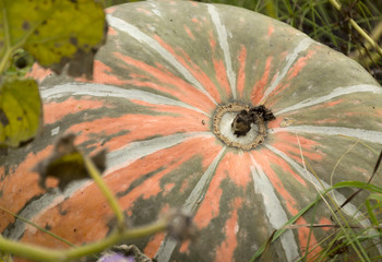 Ripe pumpkin orange with green stripes, streaks lying on the gro