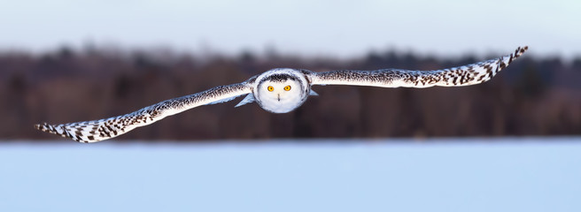 Snowy owl (Bubo scandiacus) hunting over a snowy field in Canada © Jim Cumming