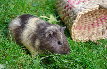 Cute guinea pig on the grass near the basket. Popular household pet. Cavia porcellus