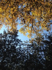 Fototapeta premium Trees