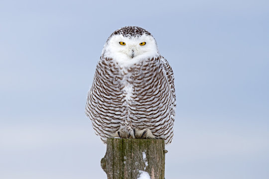 Snowy owl (Bubo scandiacus) perched on a post in winter in Canada 