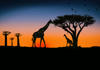 Naklejka premium giraffe al tramonto