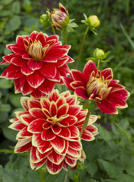 Beautiful flowers in the countryside. Dahlia