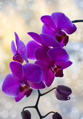 Beautiful rose orchid.
