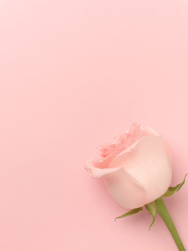 Beautiful rose on a pink  background.