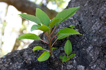 New green plant on a tree