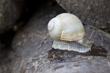 Slow snail on a wood