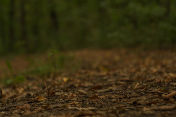 Autumn leaves with blurred background in the forest