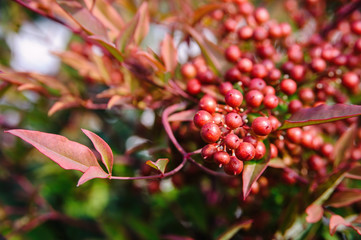 autumn background with red berries