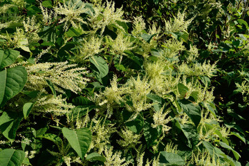 Japanischer Knöterich, q.