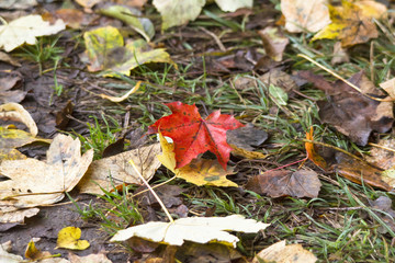 Herbstliches Ahornlaub