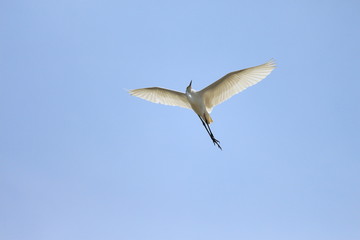 チュウサギ　ペリカン目サギ科コサギ属