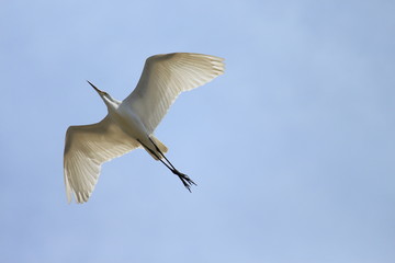 チュウサギ　ペリカン目サギ科コサギ属