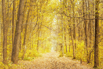 Beautiful romantic alley in park with colorful trees. autumn background