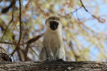 monkey
