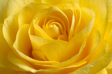 A beautiful yellow rose.