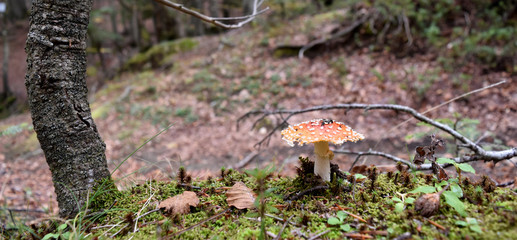Funghi - Sentiero Cascate Maesano