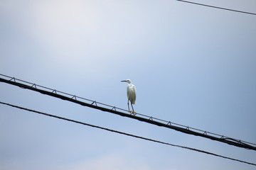 コサギ　ペリカン目サギ科コサギ属