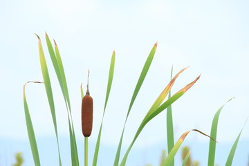 ガマの穂