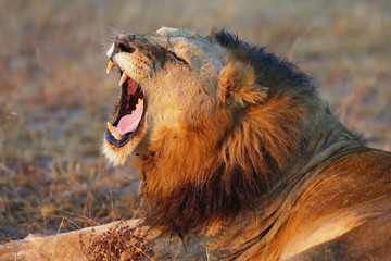 The Transvaal lion (Panthera leo krugeri), also known as the Southeast African lion or Kalahari lion, yawning adult male