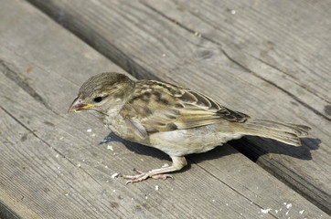 Sparrow chick on the floor boards. 