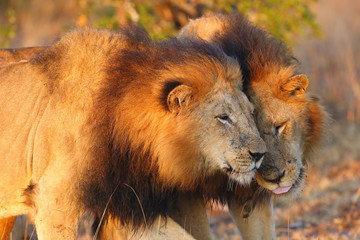 The Transvaal lion (Panthera leo krugeri), also known as the Southeast African lion or Kalahari...
