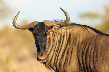 The blue wildebeest (Connochaetes taurinus), also called the common wildebeest, white-bearded wildebeest or brindled gnu, portrait of the male