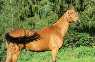 portrait of purebred akhalteke mare