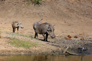 The common warthog (Phacochoerus africanus) going to the waterhole with young