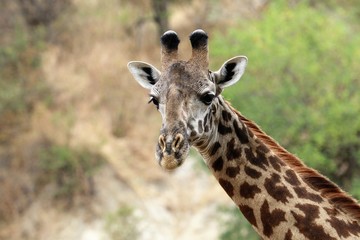 giraffe