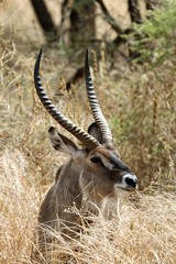 Antilope