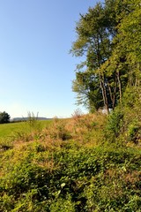 Under wood and green trees.