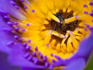 Bee Deaths in The Purple Lotus