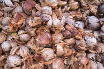 
Coconut spathes on the ground.