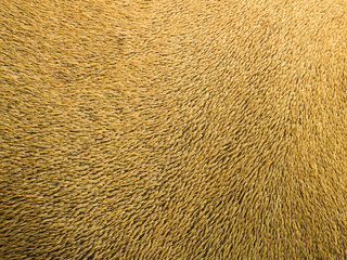 Brown Dog Hair on Background
