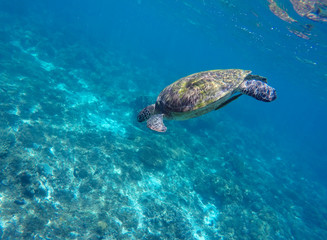 Obraz premium Green sea turtle dives to sea bottom. Snorkeling photo