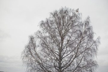 White balloon flies over high naked tree in a grey winter day