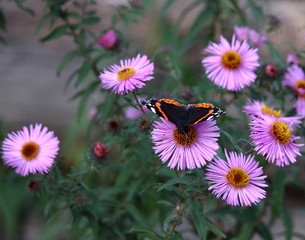 Бабочка-адмирал на цветке