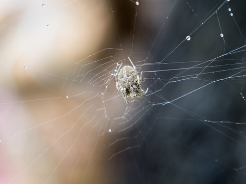 Spider Perched on The Web
