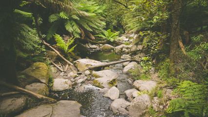 Farnwald bei den Erskine Falls an der Great Ocean Road in Australien