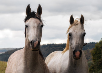 Fototapeta na wymiar Two Arabian mares side by side